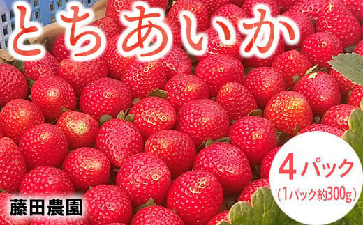 ＜先行予約＞ 鬼怒川の恵みをたっぷり受けた　栃木県上三川（かみのかわ）町産　とちあいか【4パック】 いちご イチゴ 苺 とちあいか
※2024年1月中旬～3月下旬頃に順次発送予定
※離島への配送不可
※着日指定不可