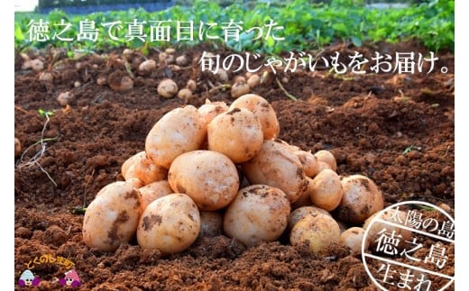 春の訪れを告げる徳之島の赤土育ちの新じゃが「春一番バレイショ（10kg）」をお届け致します。