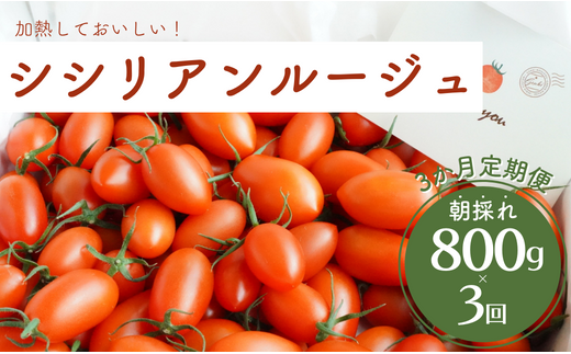 【3か月定期便】げんき農場の朝採れシシリアンルージュ 800g×3回