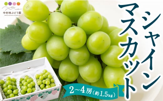 【先行予約】中村柿ぶどう園 シャインマスカット 2房から4房 (約1.5kg) 2025年8月中旬から9月中旬 出荷予定