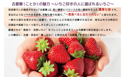 【数量限定】【先行予約】【2・3・4月発送】奈良県特産 高級ブランドいちご「古都華」の３ヶ月定期便