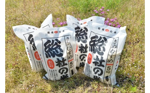 【令和6年産】特Aきぬむすめ【精白米】5kg 岡山県総社市産米〔令和6年12月配送〕24-007-014