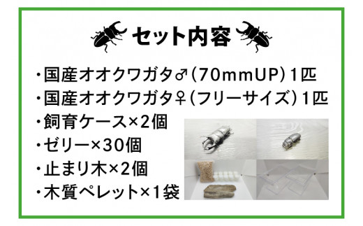 国産オオクワガタ♂♀ペア飼育セット【クワガタ クワガタムシ カブトムシ 昆虫 虫 国産 飼育 セット 夏休み 自由研究 鹿嶋市 茨城県】（KBY-2）