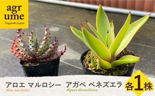 観葉植物 多肉植物 苗 植物 アロエ あろえ アガベ あがべ インテリア セット