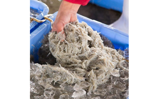 紀州湯浅湾直送！茹でたて釜揚げしらす 箱入　1kg　【冷凍】