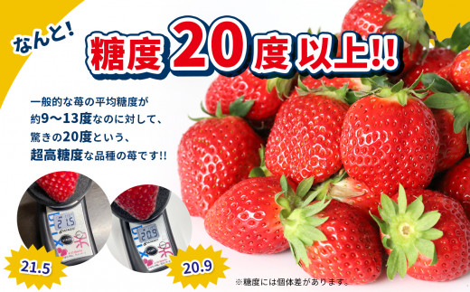 【 いちご定期便 】 ご家庭用 肥後こまち 紅あやね 各250g×2パック　| 果物 くだもの フルーツ いちご 苺 イチゴ 紅あやね 肥後あやね 家庭用 希少品種 定期便 熊本県 玉名市