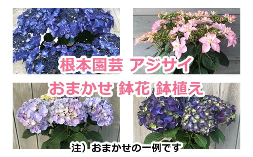 アジサイ おまかせ 鉢花 鉢植え  花 ギフト 農林水産大臣賞受賞 母の日【10038】