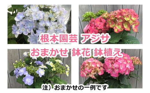 アジサイ おまかせ 鉢花 鉢植え  花 ギフト 農林水産大臣賞受賞 母の日【10038】