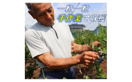 先行予約/冷蔵>ブルーベリー1kg(ユーリカ)【1494373】 | 福島県 先行予約/冷蔵>ブルーベリー1kg(ユーリカ)【1494373】 | 福島県