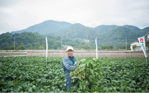 【現地受取】あけぼの大豆　枝葉付枝豆　1束 産地フェア えだまめ 豆 枝葉付 野菜 豆類 おつまみ 山梨 身延町[№5530-0405]