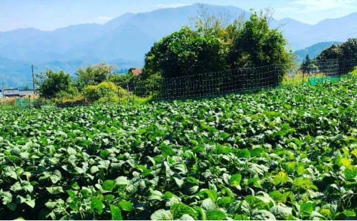 【現地受取】あけぼの大豆　枝葉付枝豆　1束 産地フェア えだまめ 豆 枝葉付 野菜 豆類 おつまみ 山梨 身延町[№5530-0405]