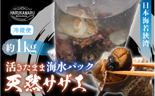 日本海若狭湾 【活きたまま天然サザエ約1kg】 海水パックにてお届け！ [m36-a015]