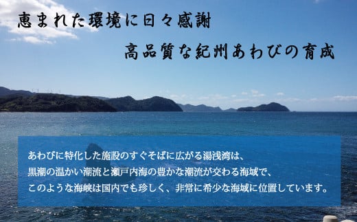 極上！紀州蝦夷鮑×19～20個　五つ星旅館にも出荷される極上アワビ＜日付指定OK＞【riz120】