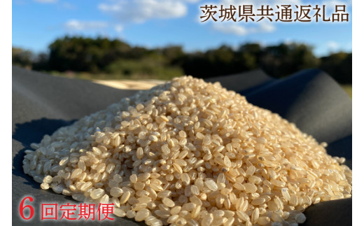 【6ヶ月定期便】【栽培期間農薬不使用】マキタ超こしひかり 玄米5kg×6回【茨城県共通返礼品・行方市産】【おいしい お米 マキタ 減農薬 安心  鹿嶋市】（KBE-44）