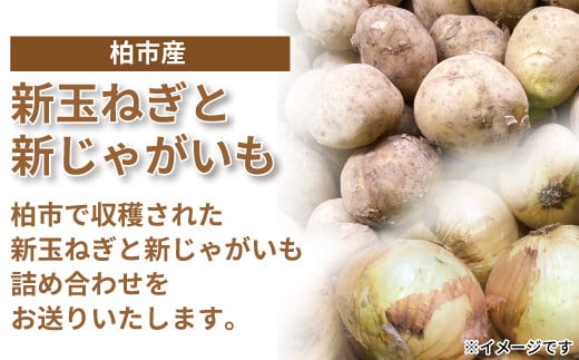 柏市産新玉ねぎ（約5kg）と新じゃがいも（約5kg）詰め合わせ 〈先行予約 2025年6月順次発送〉