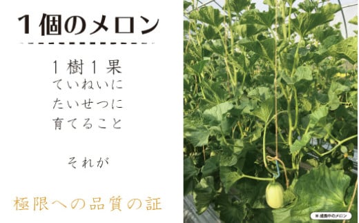 メロン 贈答 ギフト 特産品 産地直送 取り寄せ お取り寄せ 送料無料 広島 三次 15000円