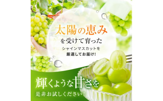 ぶどう シャインマスカット 約2kg (4~5房) | 果物 フルーツ ぶどう 葡萄 ブドウ 白ぶどう マスカット シャインマスカット 種無し 種なし 皮ごと 食べやすい 高糖度 特産品  信州 千曲市 先行予約