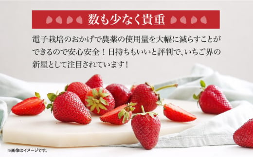 【希少】長崎県産 電子いちご 1.2kg(4パック) さちのか ゆめのか 長崎県/長崎果匠 [42AABK006] 長崎 雲仙 島原 諫早 HAMATSU ハマツ