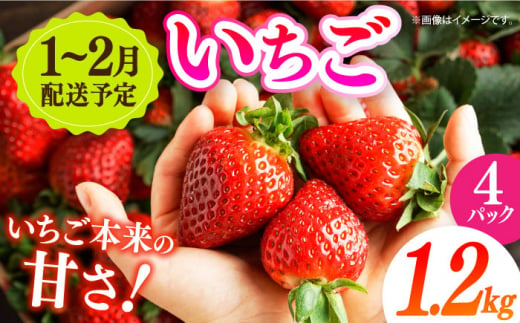 【希少】長崎県産 電子いちご 1.2kg(4パック) さちのか ゆめのか 長崎県/長崎果匠 [42AABK006] 長崎 雲仙 島原 諫早 HAMATSU ハマツ