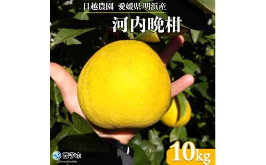 日越農園 愛媛県明浜産 河内晩柑 10kg