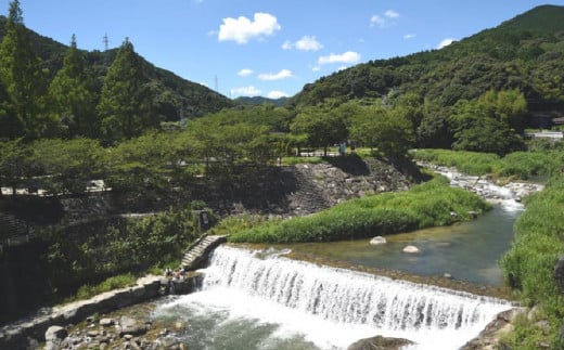 【定期便12回】神埼産 天然はちみつ（計6kg）【国産 神埼産 おすすめ 無添加 贈り物 定期便】(H049131)