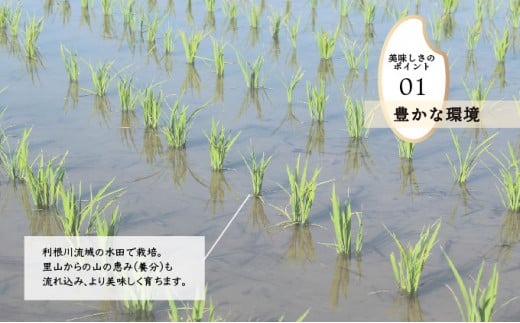 令和6年産新米【美人米】玄米5kg 【千葉県神崎町産】[002-a004]