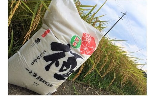 奉納米 コシヒカリ 極 5kg 精米 ／ 一之瀬農業 上質 お米 極み 度会町 伊勢志摩