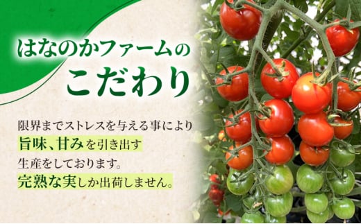 高糖度「ほれトマト」2kg　太陽の恵みをたっぷりもらった糖度10度以上の極上ミニトマト 瑞穂市 お取り寄せ 野菜【予約販売】 [№5787-1065]