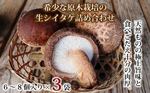 自然の山の中で育った天然もののシイタケは、旨味がぎゅっと詰まった肉厚で、食べごたえ十分です。