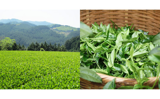 【6回定期便】奥八女星野村 深蒸し高級煎茶 深蒸し茶 約100g×1袋×6回 計約600g