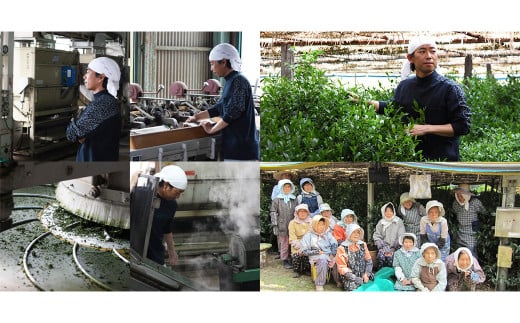 【6回定期便】奥八女星野村 深蒸し高級煎茶 深蒸し茶 約100g×1袋×6回 計約600g