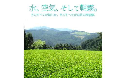 【6回定期便】奥八女星野村 深蒸し高級煎茶 深蒸し茶 約100g×1袋×6回 計約600g