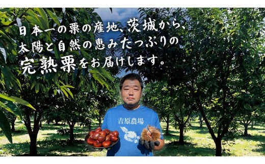 【12/14入金確認分まで年内配送】【 吉原農場 の 完熟栗 】 熟成 焼き栗 ５袋 ( 200g × 5袋 ) 令和7年産 完熟 栗 くり クリ 栗ごはん 贈答 ギフト 果物 フルーツ 数量限定 旬  秋 冬 正月 おせち [CX001ci]