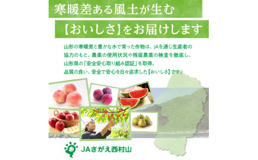 《先行予約》すもも「サンルージュ」約2kg 2～3L【2024年8月中旬頃～発送予定】【山形プラム・大江町産】 【001-079】