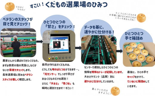 JA28-24A 【先行予約】梨 幸水 約2.5kg／2024年8月中旬～9月上旬ごろ配送 贈答 センサー選別