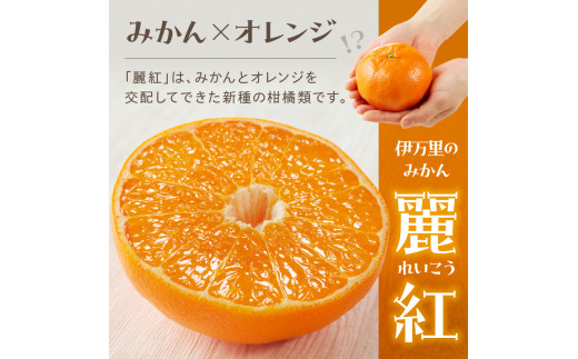 伊万里のみかん「麗紅」5kg 柑橘類 B122