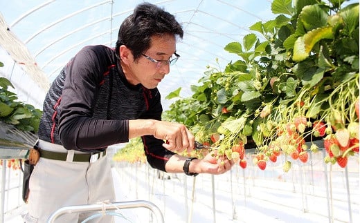 あきひめを大切に育てる株式会社京都誠志郎農園の代表・西森強さん。