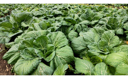 【自然栽培】大和の伝統野菜 下北春まな500g 草野自然農園 国産野菜