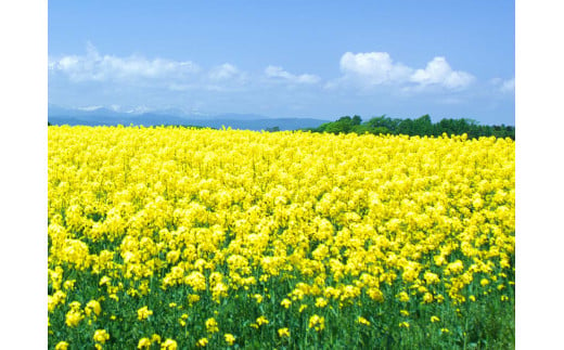 北海道上ノ国町産 無添加・無調整 生一番搾り菜の花油（100g×4本）