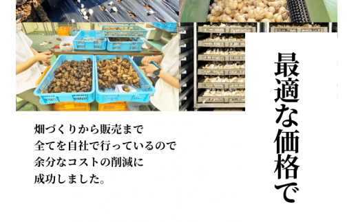 MF02-24B 熟成黒にんにく 訳ありバラ //500g 長野県 南信州 黒にんにく 自家用　信州の環境にやさしい農産物認証制度