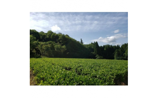 津和野町産煎茶を使用した「粉末煎茶」30g×3パック【1415833】