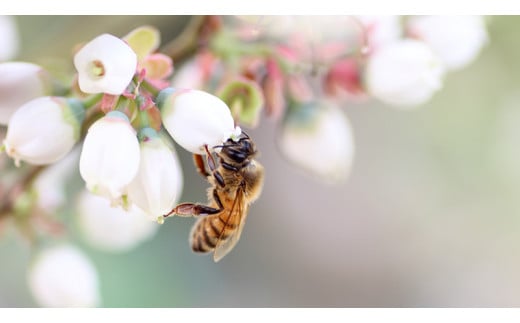 【桜川市限定】 山桜 はちみつ と 田舎 はちみつ 全7種 ギフトセット [結蜜 Musubi-R7山桜] 【茨城県共通返礼品／五霞町】 120g×7 瓶 生ハチミツ 非加熱 国産 国産はちみつ ハチミツ 茨城県産 [BS006sa]