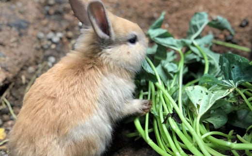 やんばるの自然の中で牧場体験！【3泊朝食付き】（4名様）