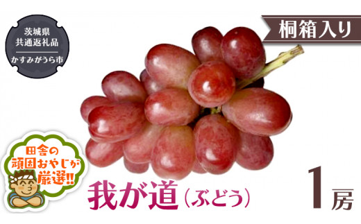 【 桐箱入り 】我が道〈ぶどう〉 1房 【令和6年9月から発送開始】（県内共通返礼品：かすみがうら市産） ぶどう 我が道 果物 フルーツ 季節 旬