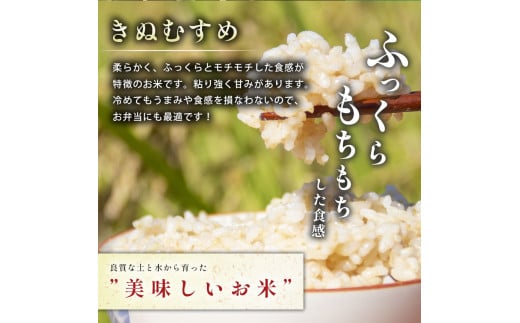 令和7年度産 新米 きぬむすめ 玄米 20kg 先行予約 ＜ 2025年10月中旬
