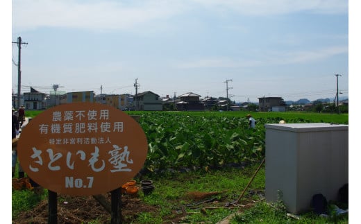 可児のおいしい里芋『さといも塾』【 可児のおいしい 里芋 さといも塾 岐阜県 可児市 野菜 土垂れ もちっと 柔らか 煮物 煮っころがし 芋煮 食物繊維 ミネラル カリウム NPO法人 お取り寄せ 】