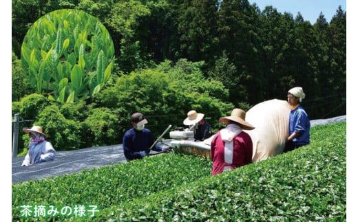 【農林水産大臣賞受賞】かねた園の奥久慈茶 大子銘茶 2種セット 計200g（100g×各1袋）（CK002）