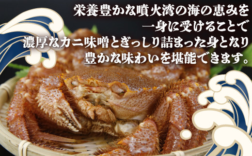 【令和7年度発送先行予約】【地元現役漁師が厳選】活毛ガニ2尾（1尾300～400g）毛ガニ 冷蔵 【 ふるさと納税 人気 おすすめ ランキング 魚介類 カニ かに 蟹 毛がに 毛蟹 厳選 噴火湾 大容量 おいしい 美味しい 新鮮 北海道 豊浦町 送料無料 】TYUR036