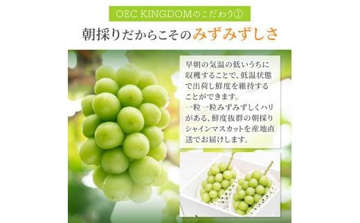 ぶどう 2024年 先行予約 シャイン マスカット 2房（合計1.3kg以上）贈答クラス  ブドウ 葡萄  岡山県産 国産 フルーツ 果物 ギフト OEC KINGDOM ぶどう家