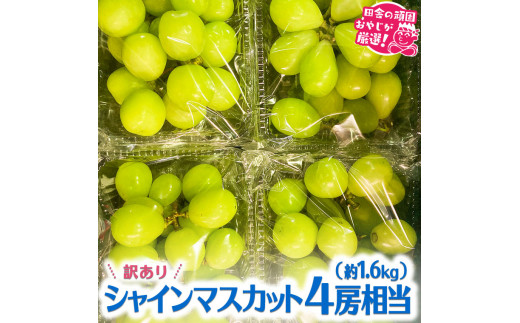 【訳あり】田舎の頑固おやじが厳選！シャインマスカット4房相当（約1.6kg）